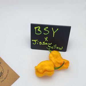 BSY x Jigsaw Yellow