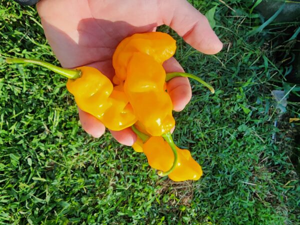 OP Yellow Habanero - Image 6