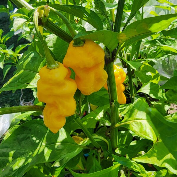 OP Yellow Habanero - Image 2