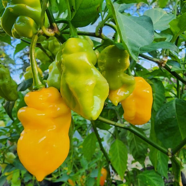 OP Yellow Habanero - Image 3