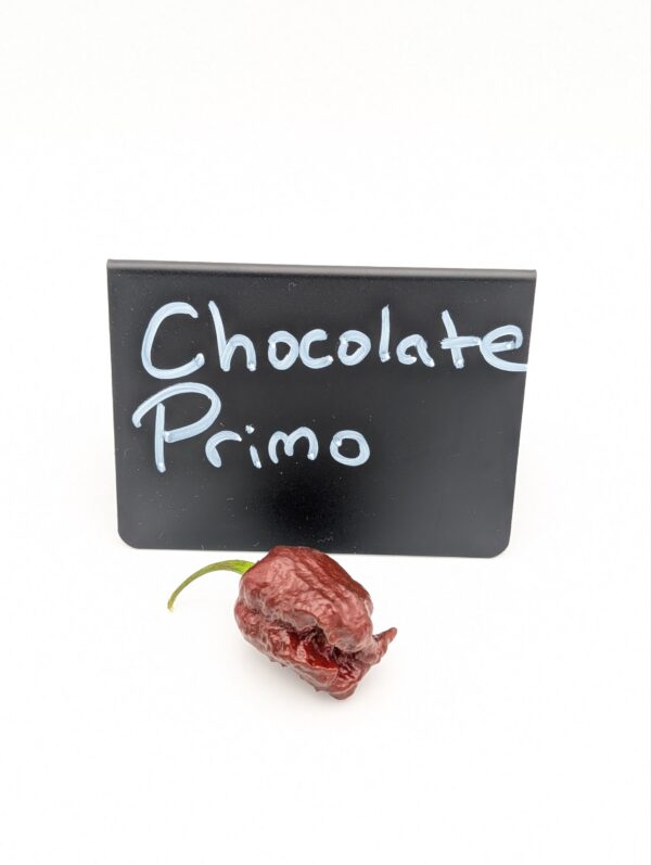 Chocolate Primo