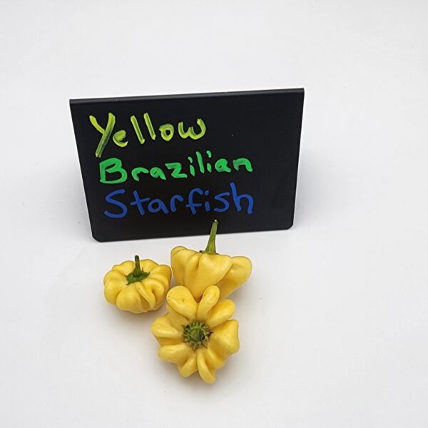 Brazilian Starfish, Yellow Orange - Image 2