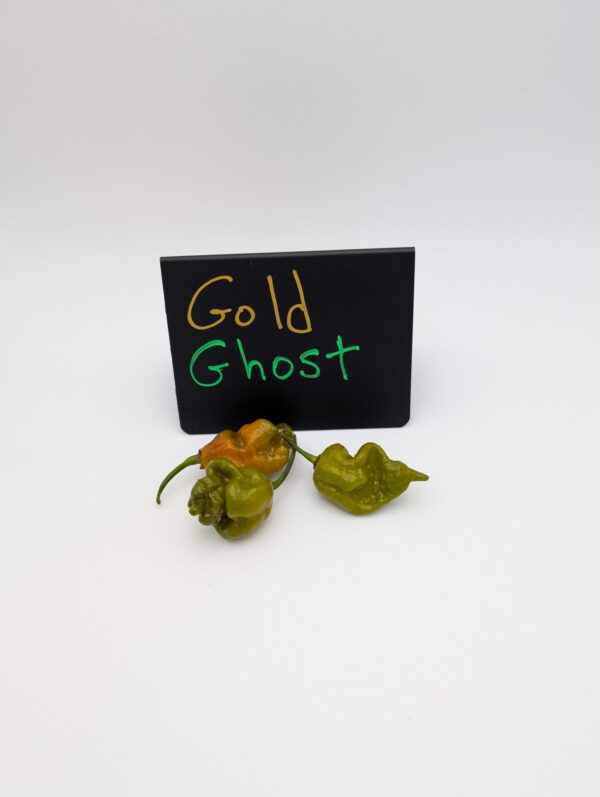 Solid Gold Ghost