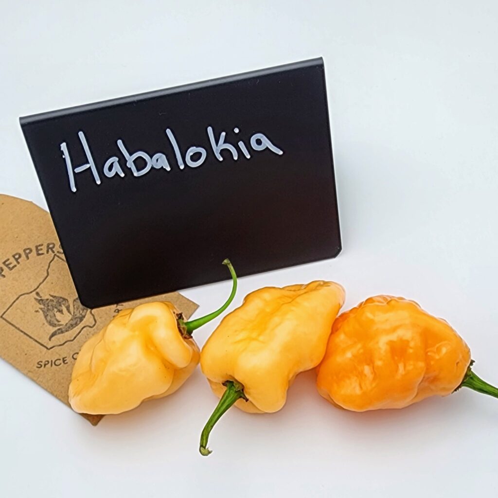 Habalokia Orange - Ohio Peppers