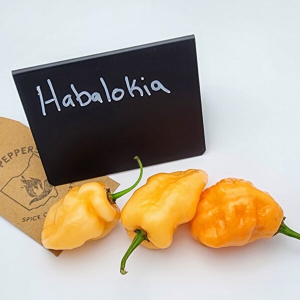 Habalokia Orange