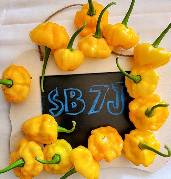 SB7J Yellow