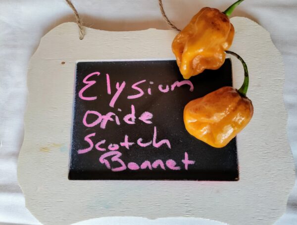 Elysium Oxide Scotch Bonnet