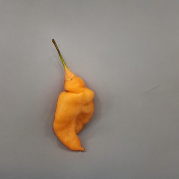 Orange gum Tiger MAMP v2 - Image 3