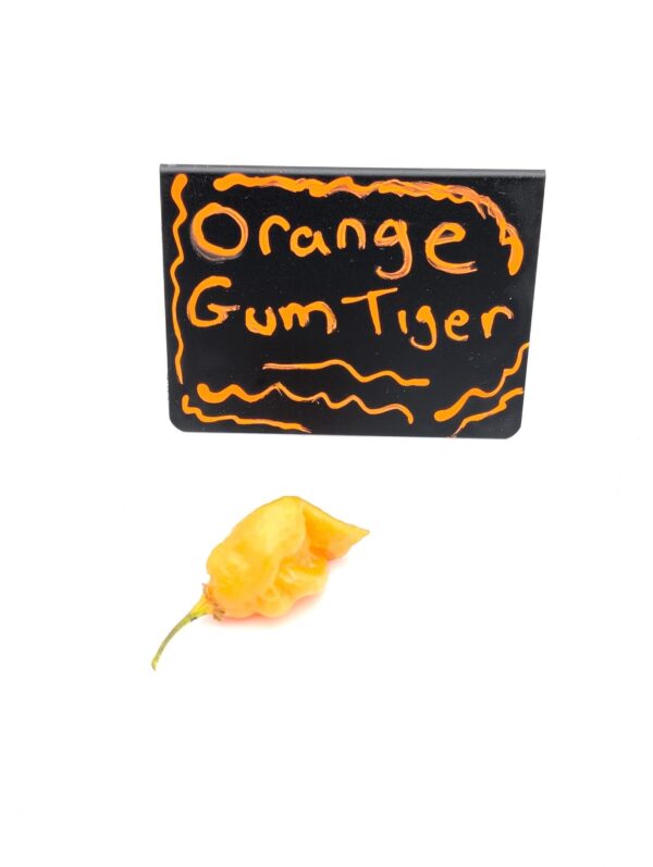 Orange gum Tiger MAMP v2