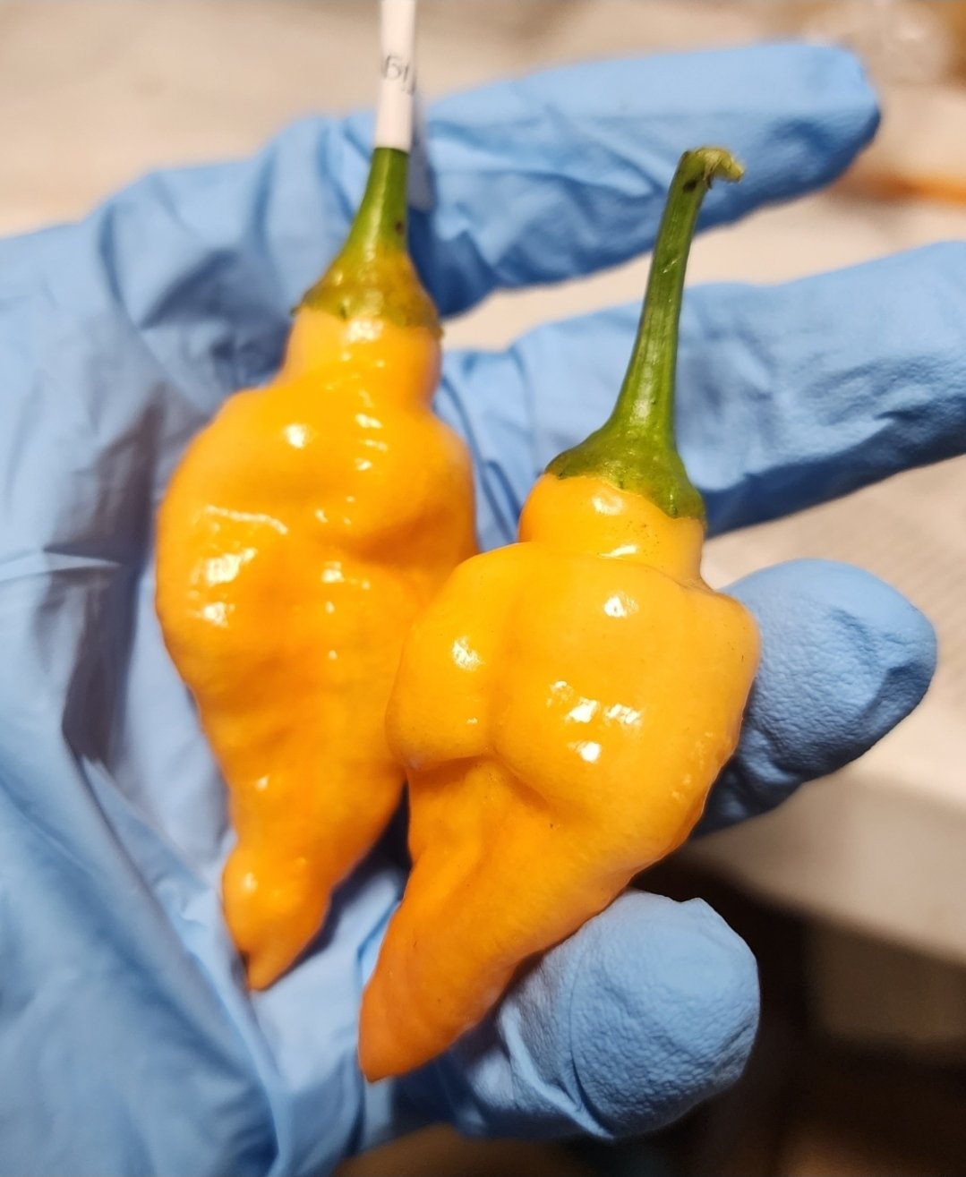 Orange gum Tiger MAMP v2 - Image 4