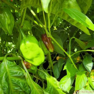 Chocolate habanero peppers ripening