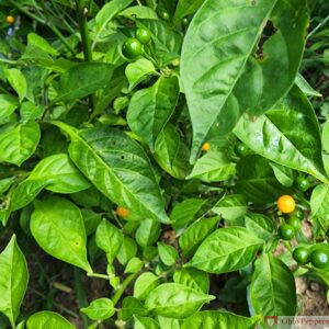 Aji Charapita plant with ripe and unripe peppers.