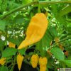 Fatali pepper growing on a plant