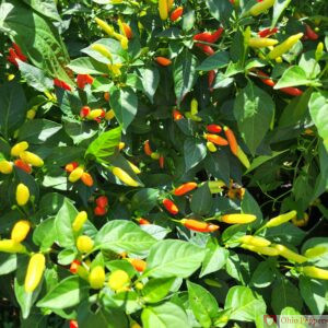 Tabasco pepper plant