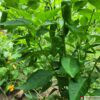 datil pepper plant