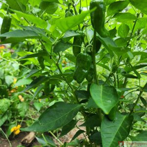 datil pepper plant