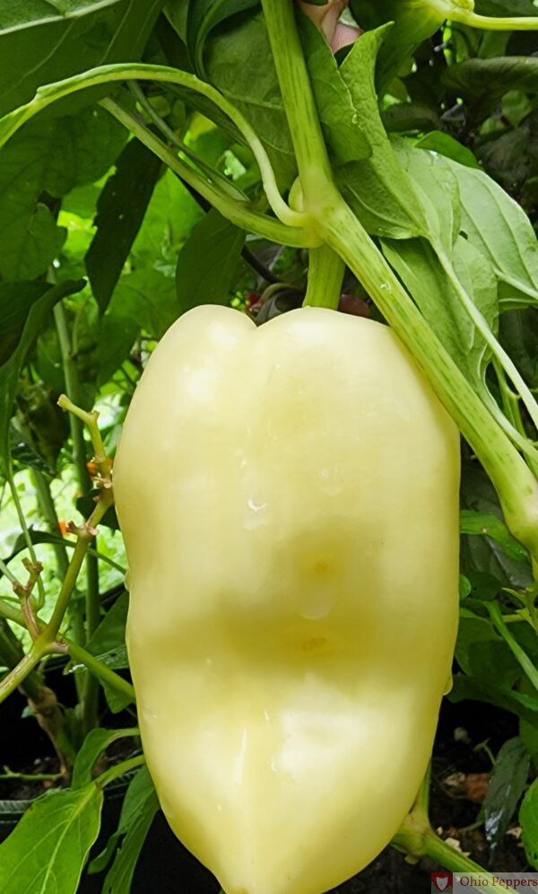 White bell pepper
