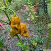 Solid Gold Ghost pepper plant