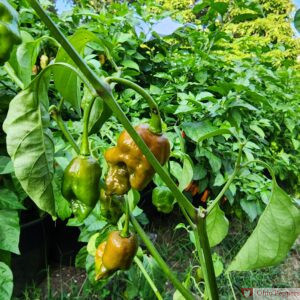 Solid Gold Ghost pepper plant