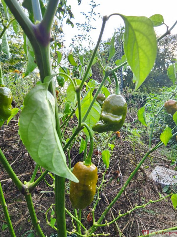 Solid Gold Ghost pepper plant
