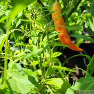 Aji ahuachapan Pepper Seeds for sale