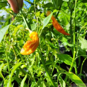 Aji ahuachapan Pepper Seeds for sale