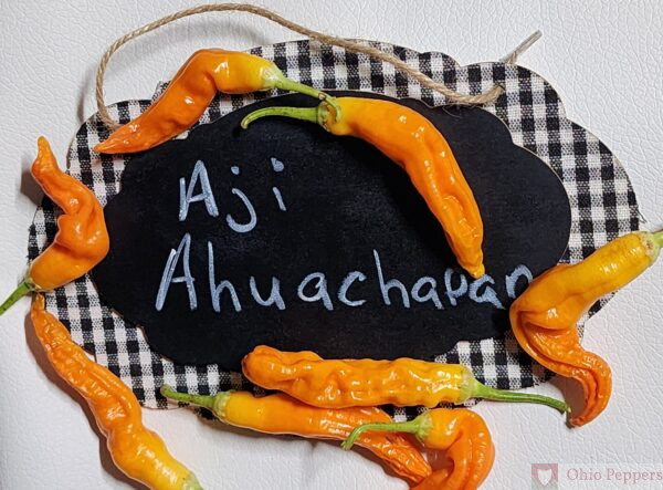 Aji ahuachapan Pepper Seeds for sale
