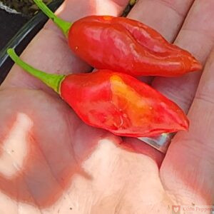 Mayan Red Habanero