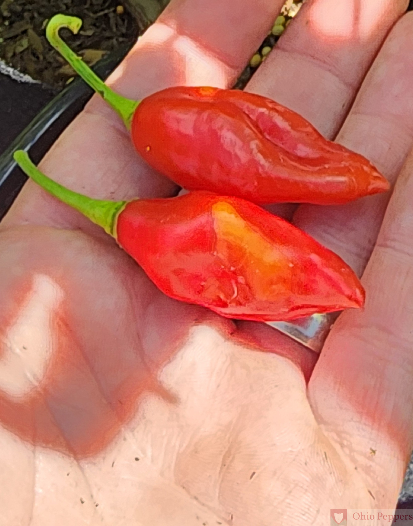 Mayan Red Habanero