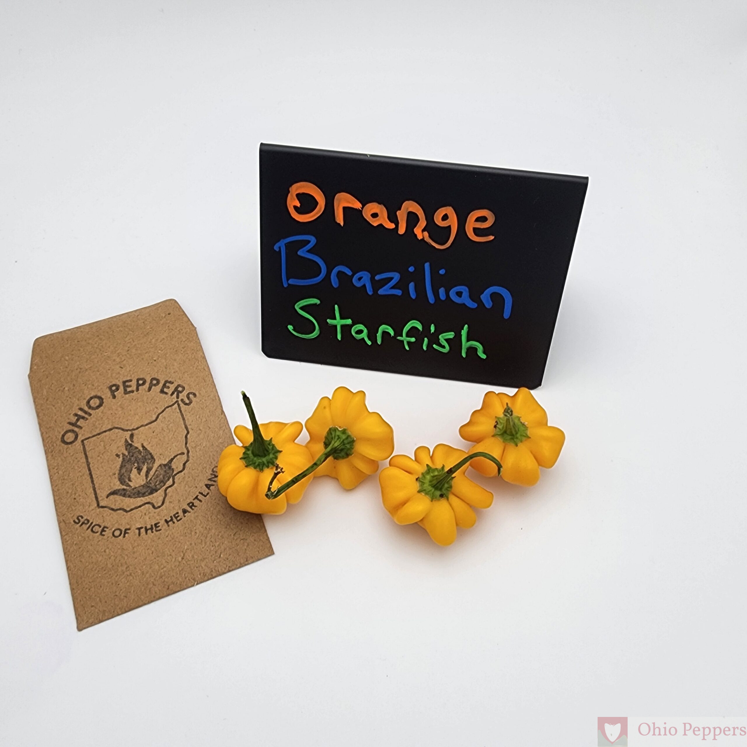 Brazilian Starfish, Yellow Orange - Image 4