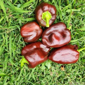 Chocolate Bell Pepper