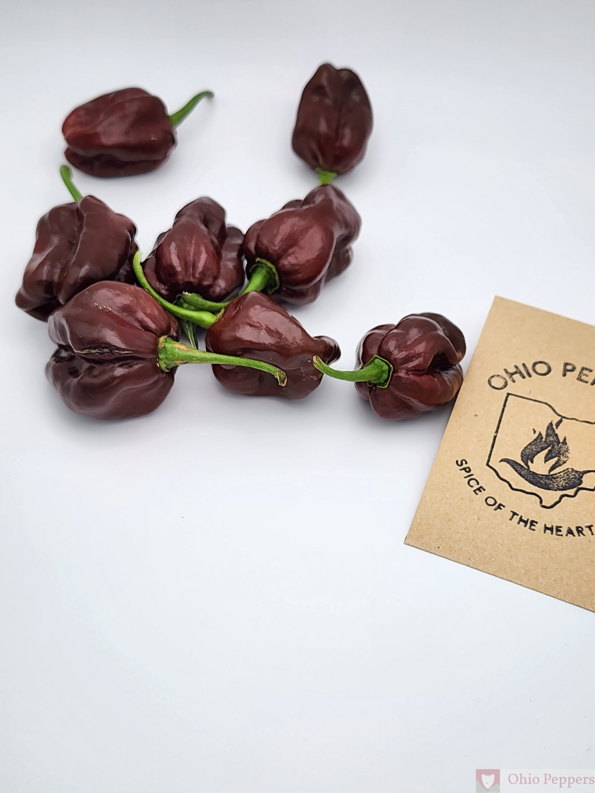 Chocolate Habanero