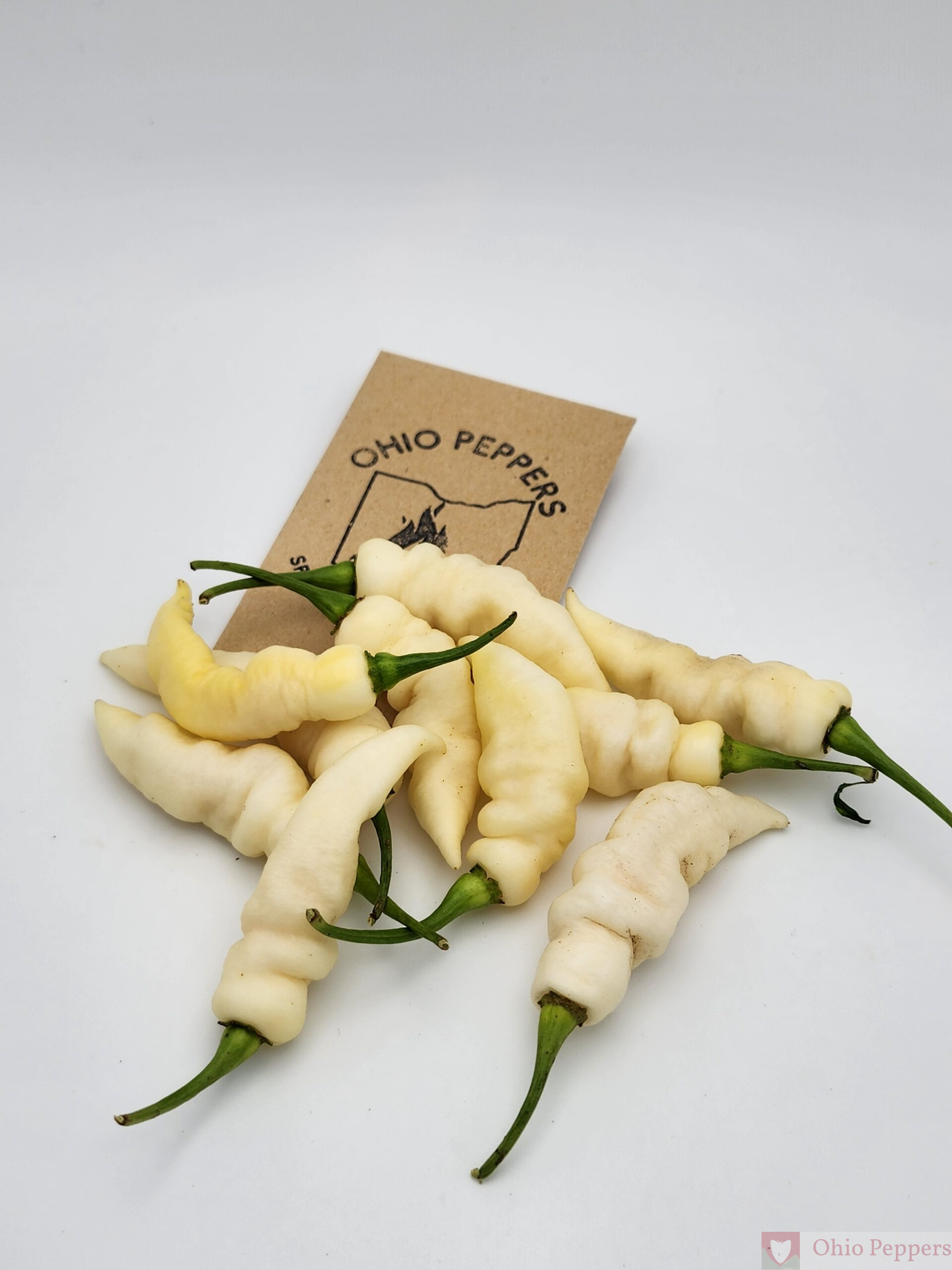 Faddas White - Image 2