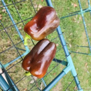 Chocolate Bell Pepper Seeds
