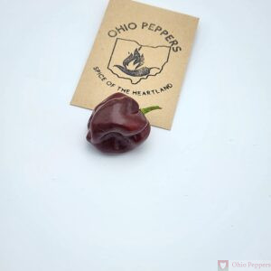 chocolate habanero seeds