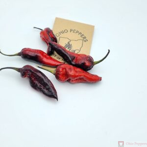 Purple Ghost Scorpion seeds