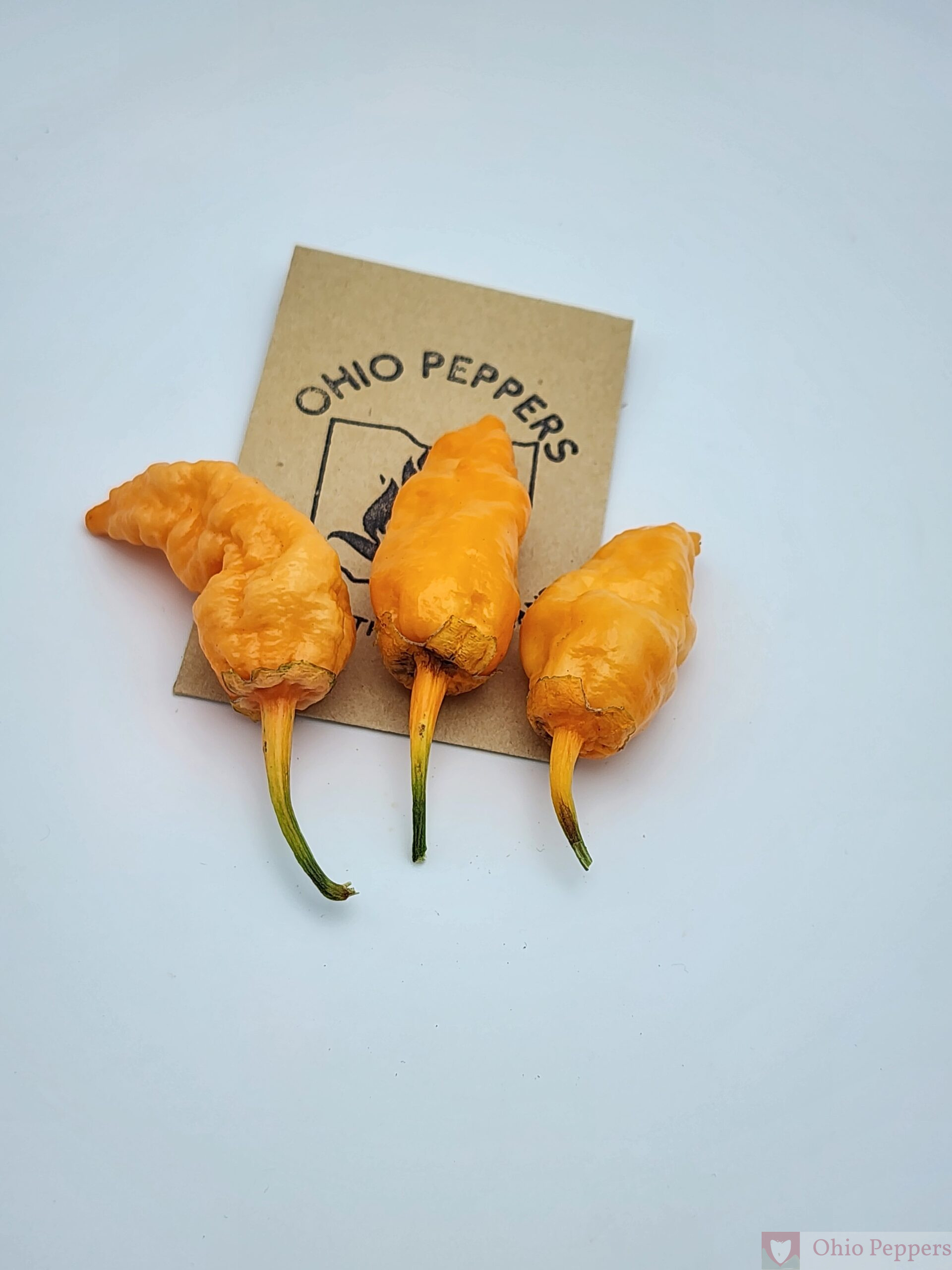 BBG7 Naga Peach - Image 3