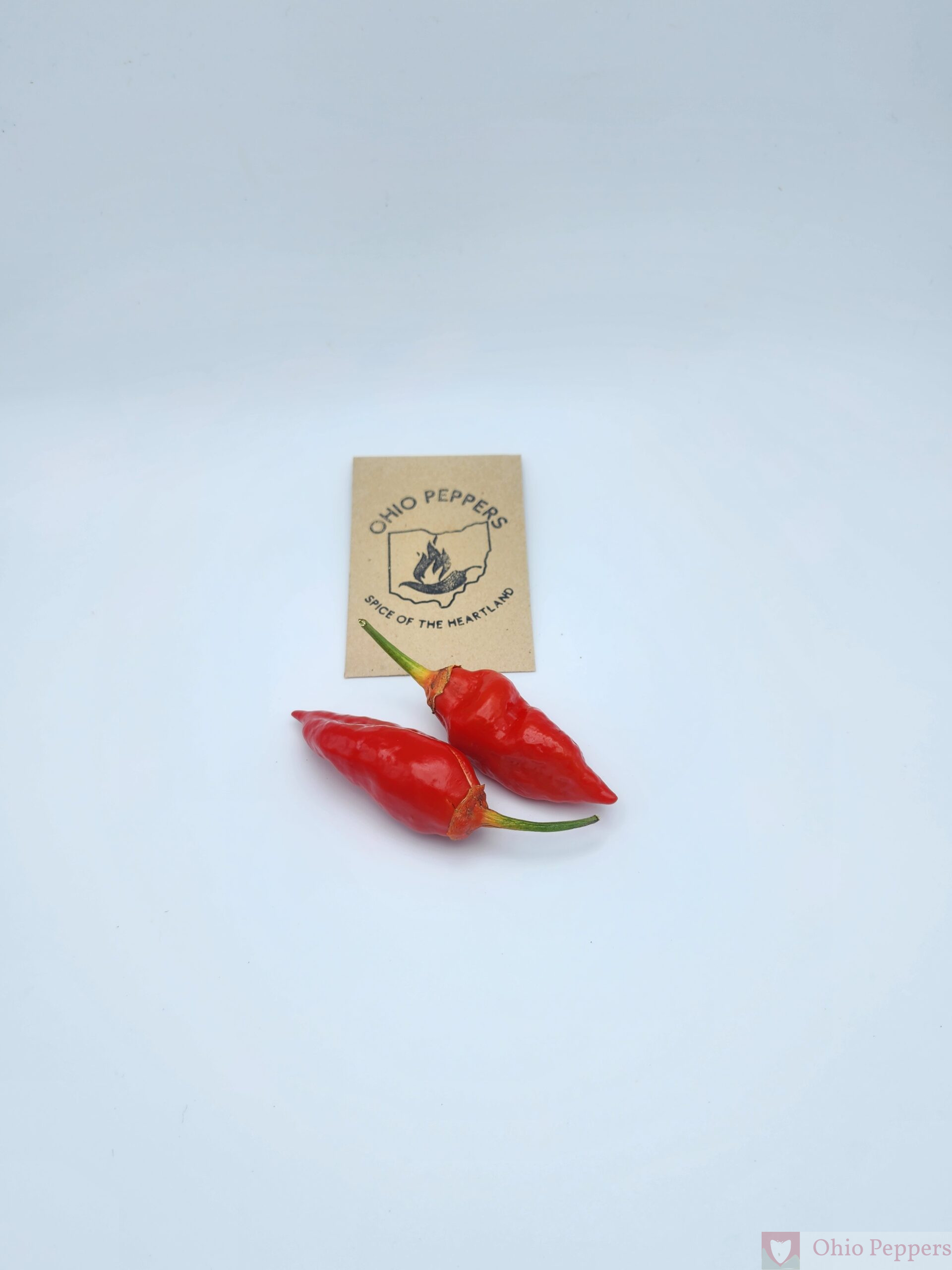 Point Pleasant Seeds Red