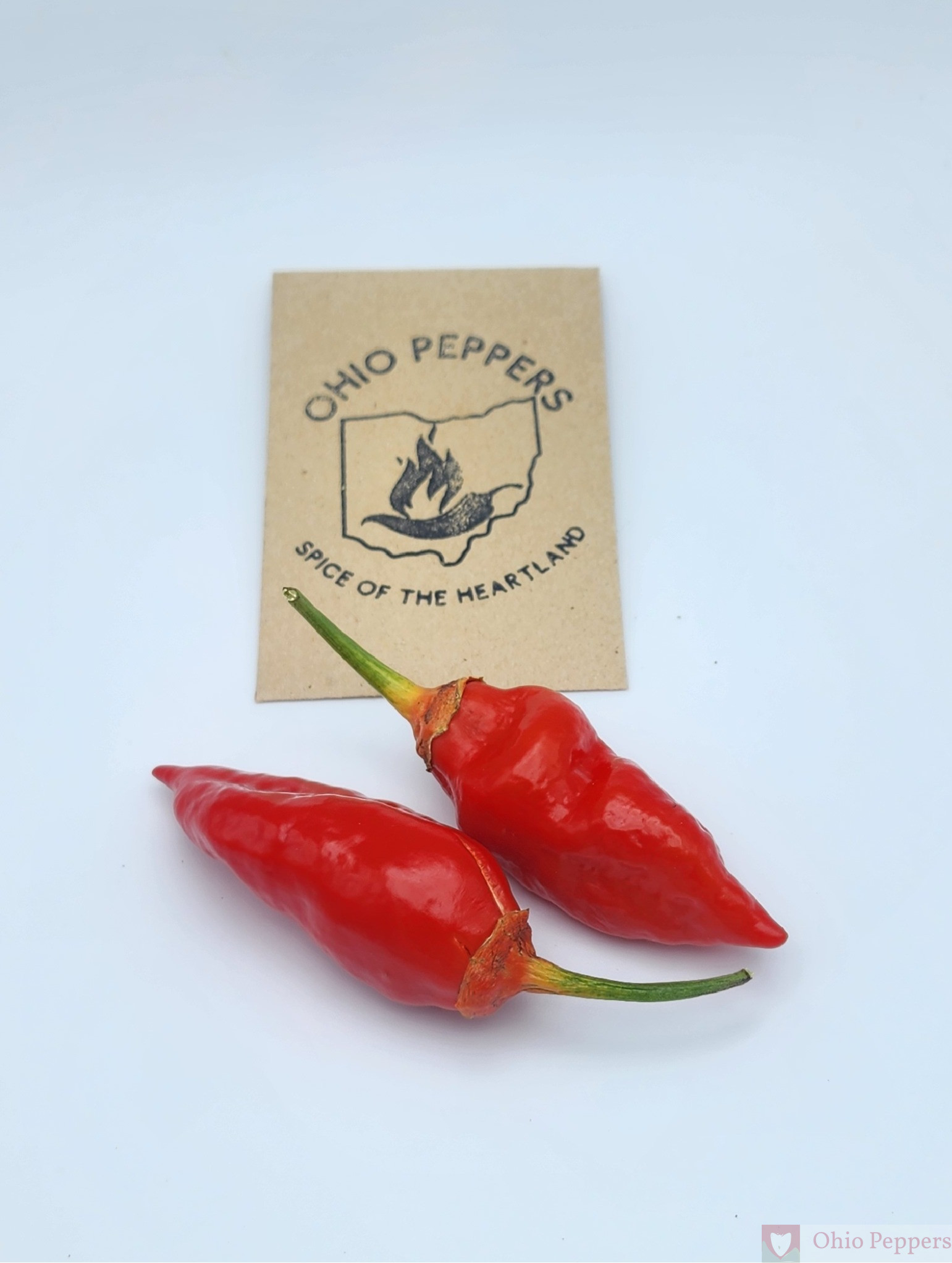 Point Pleasant Seeds red