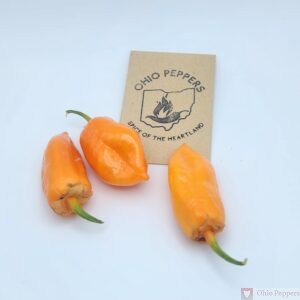 Point Pleasant Seeds Orange