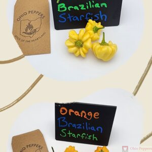 092 yellow orange Brazilian starfish