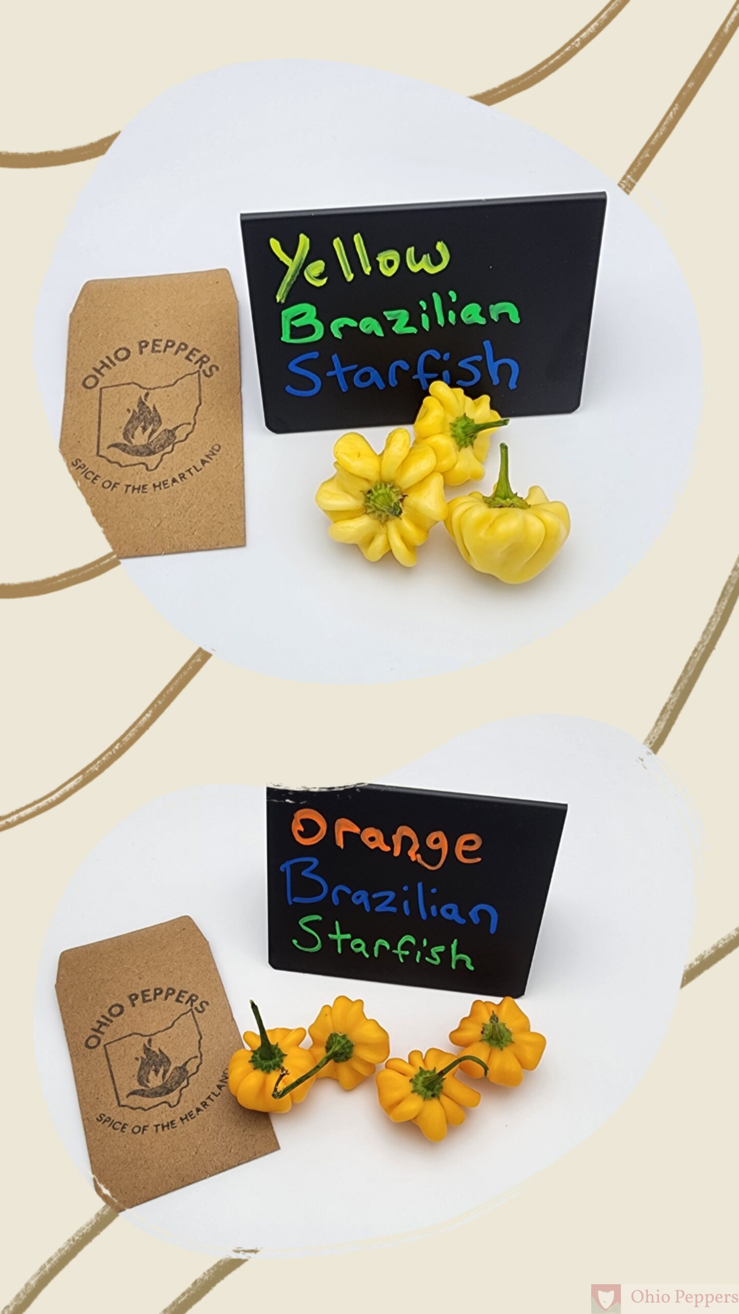 092 yellow orange Brazilian starfish