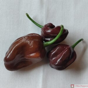 Chocolate Habanero fruit