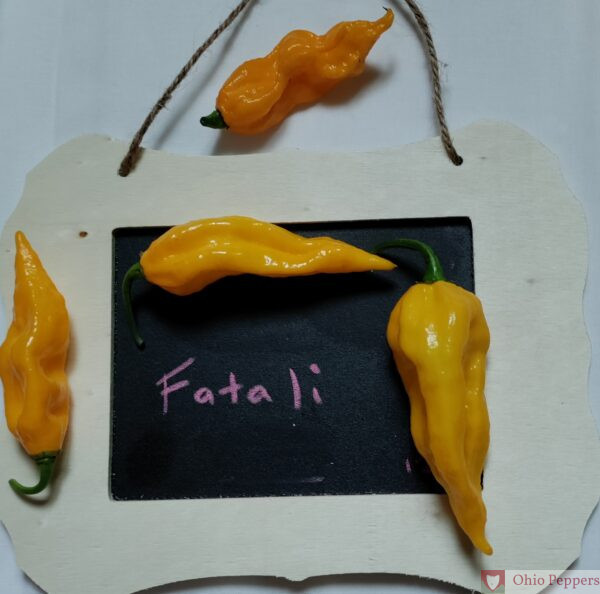 Fatali pepper
