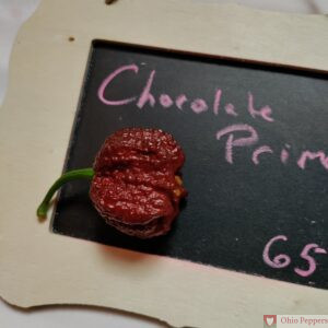 chocolate primo