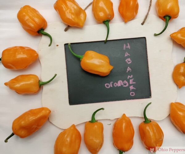 Habanero peppers, staged