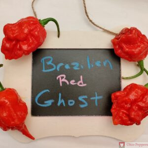 Brazilian Red Ghost