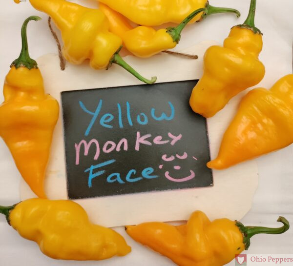 Yellow monkey face