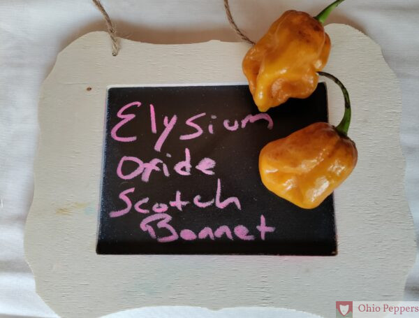 elysium oxide