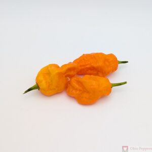 Bubblegum 7 Pot Orange seeds